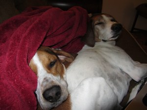 My blogging helpers.