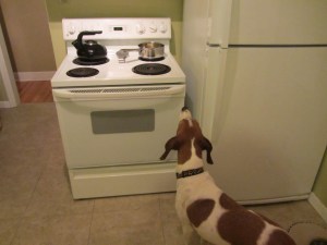 Clarifying butter = a half hour of torture for a hound dog.