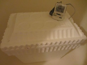 Turkey thawing in cooler.