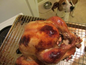 Turkey, photo bombed by the hound.