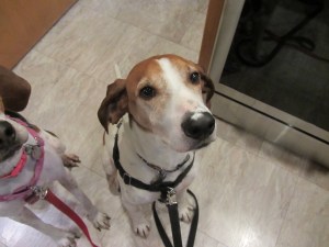 Flour on the Coonhound nose.