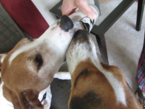 The Coonhounds got a little taste of the smoothie, and they thought it was pretty good.