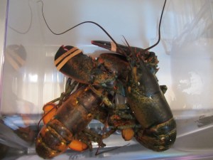 Live lobsters heading into the freezer for 15-20 minutes.